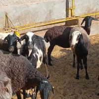۲عددمیش جوان بابره|حیوانات مزرعه|آران و بیدگل, |دیوار