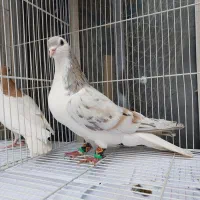 قورگی کله اسبی ساده هفت رنگ طوقی