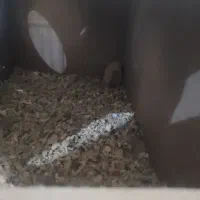 عروس هلندی لوتینیو|پرنده|سوسنگرد, |دیوار