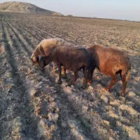 ۳ راس گوسفند آبس سنگین