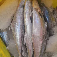 ماهی شیر قباد اصلی