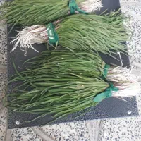 انشک تازه
