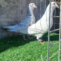 کفتر|پرنده|بهاباد, |دیوار