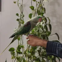 شاه طوطی ماده دستی سخنگو|پرنده|قم, انصارالحسین|دیوار