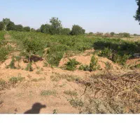 باغ انگور|فروش دفتر صنعتی، کشاورزی، تجاری|تاکستان, |دیوار