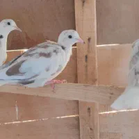 کبوتر خانگی