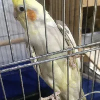 عروس هلندی با جوجه|پرنده|بندرعباس, |دیوار