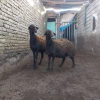 شیشک ابستن به شرط|حیوانات مزرعه|صحنه, |دیوار