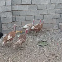 بوقلمون