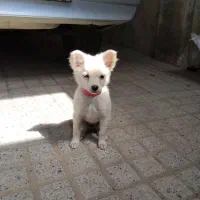 واگذاری پامر