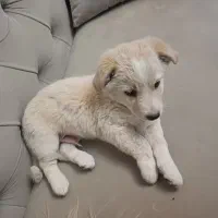 سگ پاکوتاه اشپیتز|سگ|مشهد, پردیس|دیوار