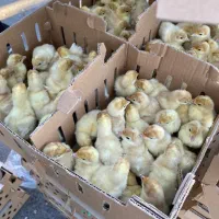 بوقلمون بیوتی۶ فوق سنگین