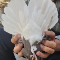 دوتا ماده قهوه ایی دم سفید ۱۶ پر دم|پرنده|رامهرمز, |دیوار