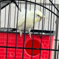 مرغ عشق پروانه ای/فنچ