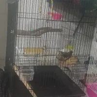 قفس/پرنده/لوازم