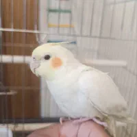 لوتینو نر کاملا دستی نژاد سخنگو|پرنده|تهران, مسعودیه|دیوار