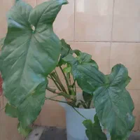 گیاه سینگونیوم & گوشی گرگی|گل و گیاه طبیعی|اصفهان, سرچشمه|دیوار