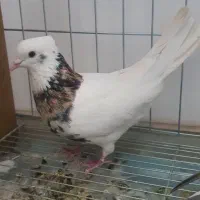 طوقی سرورکاکلی  و مصری کاکلی موشی