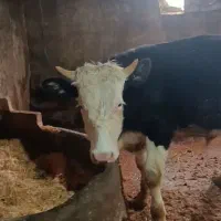 گوساله نر سیمنتال