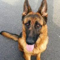 واذاری دوغلاده سگ ژمن