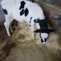 گاو شیری|حیوانات مزرعه|بیستون, |دیوار