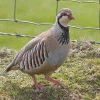 جفت دم تخم پرنده زینتی