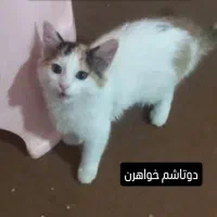 دو عدد گربه ماده