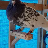 کبوترپرشی|پرنده|مشهد, امیریه|دیوار