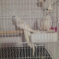 عروس هلندی البینو