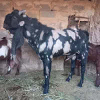 نر پاکستانی اصل