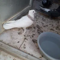 مرغ عشق وکبوتر با وسایل