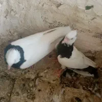 10تا طوقی|پرنده|شیراز, گل سرخ|دیوار