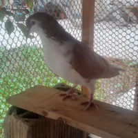 کفتر ساده زرد نر مست