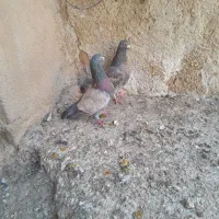 کفتر کبوتر