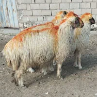 ۳ راس قورچ داشتی|حیوانات مزرعه|پلدختر, |دیوار