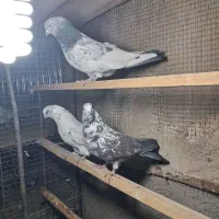 کبوتر پرشی|پرنده|مبارکه, |دیوار