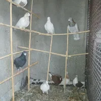 کبوتر|پرنده|هلالی, |دیوار