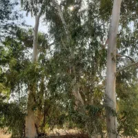 خریدار درخت و چوب