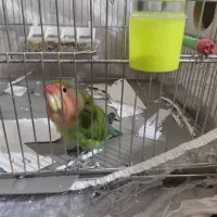 طوطی برزیلی ماده دستی وعروس هلندی نرسخنگو