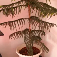 کاج مطبق بزرگ