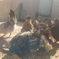 تعدادی مرغ و خروس رسمی اصل