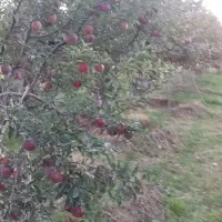 فروش باغ ۷۰۰۰ مترباغهزار متر به بالا متراژ