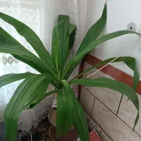 گل درجه یک|گل و گیاه طبیعی|فیروزآباد (فارس), |دیوار