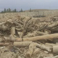 فروش چوب|خدمات باغبانی و درختکاری|شاهینشهر, خبرنگار|دیوار