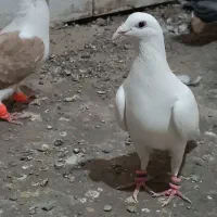 کفتر|پرنده|نصر آباد, |دیوار