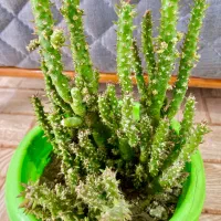 گل کاکتوس|گل و گیاه طبیعی|تالش, هشتپر|دیوار