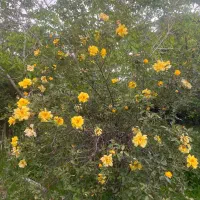 سوله-صنعتی-نوساز