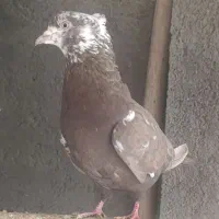 پرشی|پرنده|نقده, |دیوار