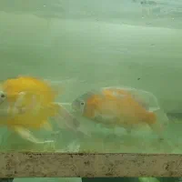 جفت اسکار مولد کلکسیونی