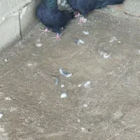 طوقی سیاه|پرنده|میاندوآب, |دیوار